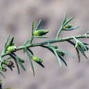 Image of Thesium maritimum C. A. Mey.