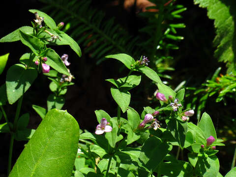 Image of Roan Mountain bluet