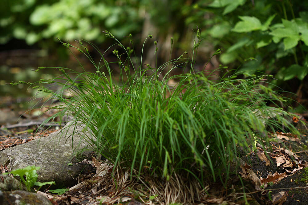 Image of Carex augustinowiczii Meinsh.