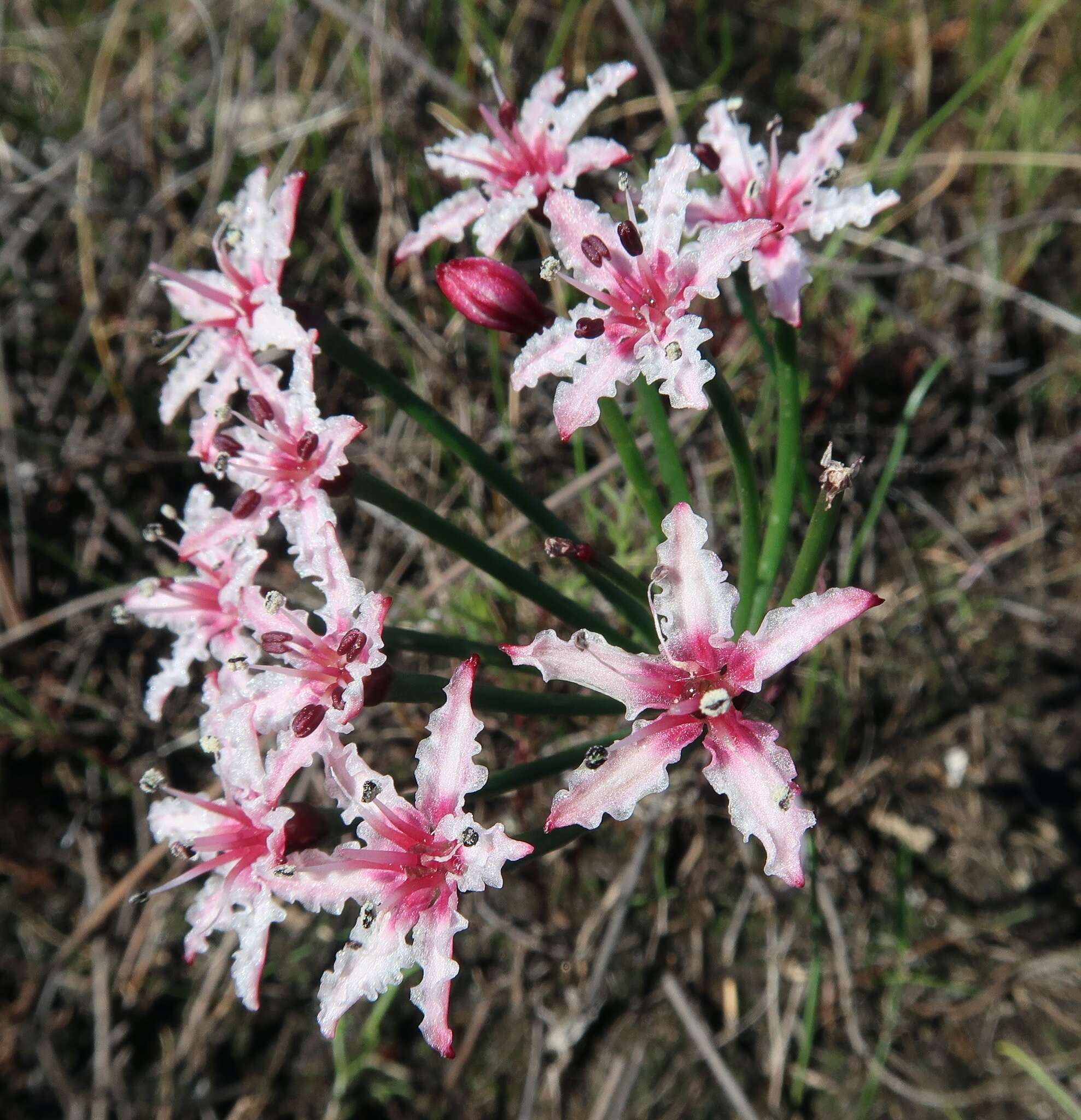 Image of Hessea undosa Snijman