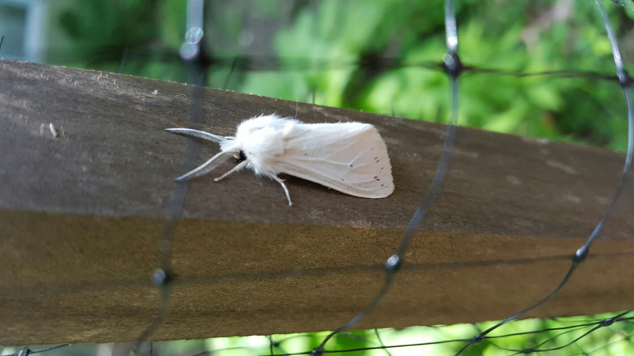 Image of Agreeable Tiger Moth