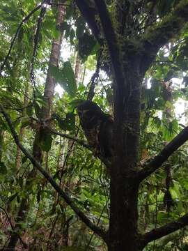 Image of Band-bellied Owl