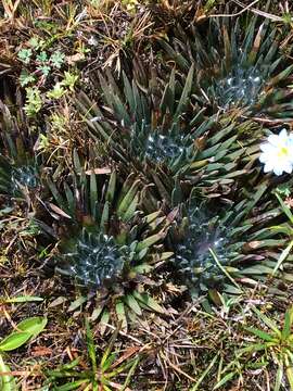 Image of Isoetes novogranadensis H. P. Fuchs