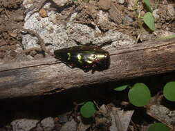 Image of Chrysobothris ichthyomorpha Thomson 1879