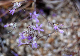 Imagem de Eriastrum eremicum (Jepson) Mason