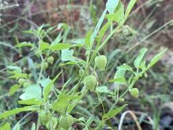 Plancia ëd Physalis solanacea (Schltdl.) B. Axelius