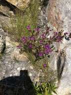 Image of Pentagonal Spoonfig