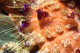 Image of variable fire urchin