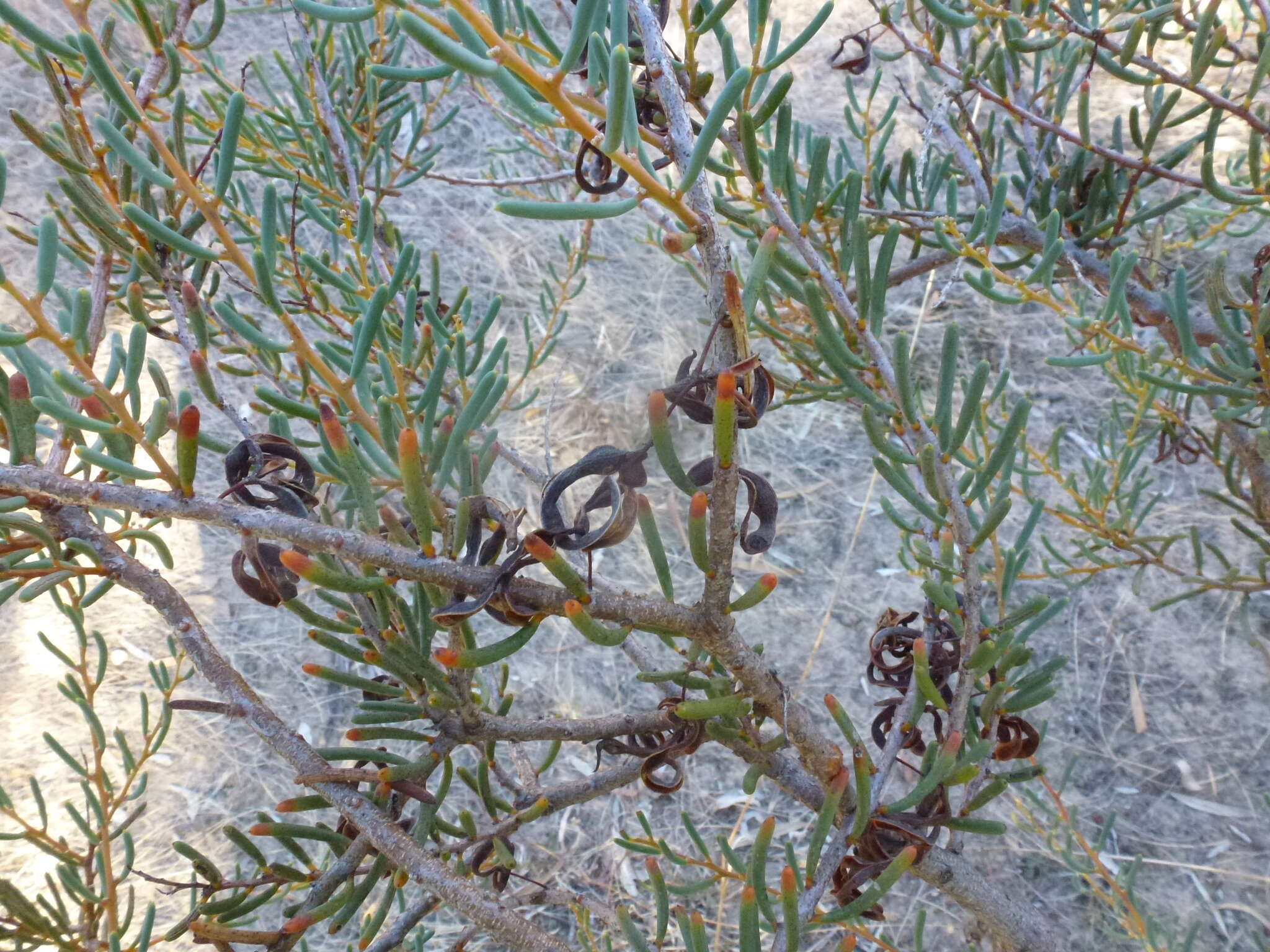 Image of Acacia pinguifolia J. M. Black