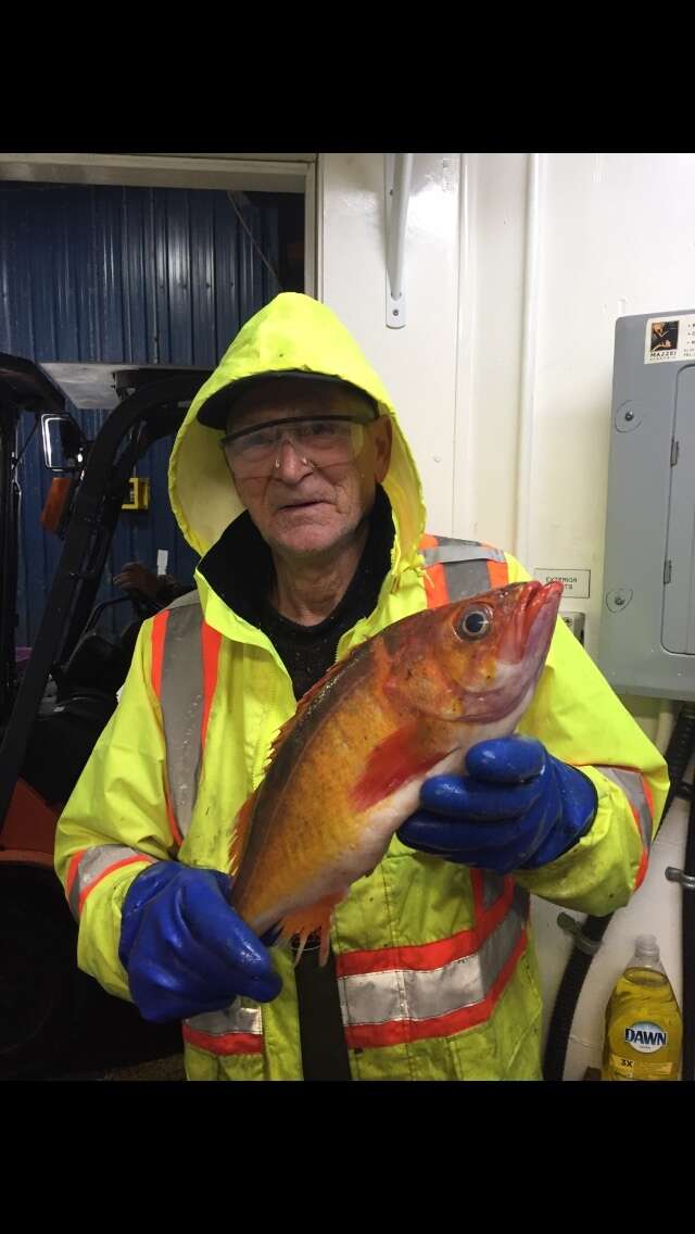 Image of Yellowtail rockfish