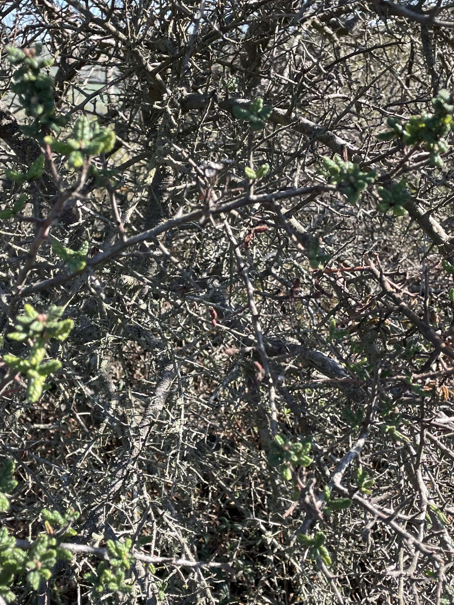 Image of Santa Barbara ceanothus