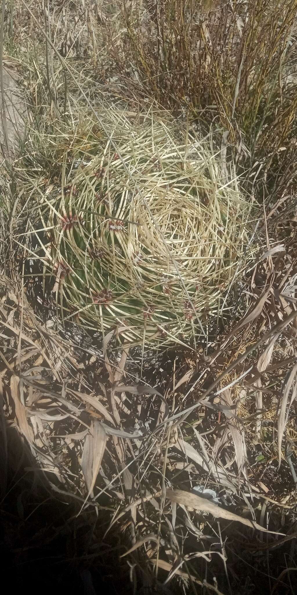 Image of Gymnocalycium monvillei subsp. monvillei