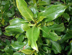 Image of Myoporum semotum Heenan & de Lange