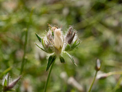 Image of Convolvulus virgatus Boiss.