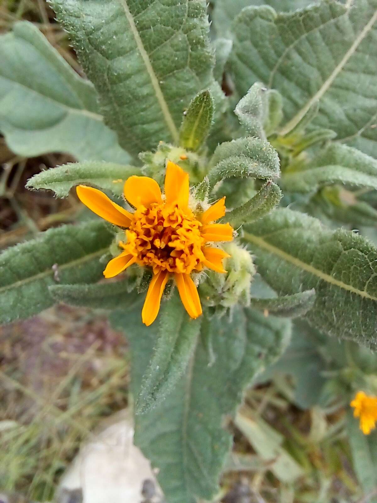 Image of Simsia foetida (Cav.) Blake