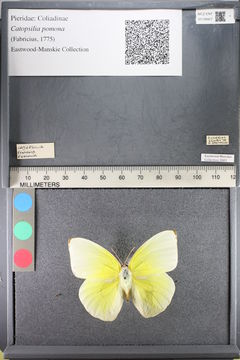 Image of <i>Catopsilia pomona</i> (Fabricius 1775)