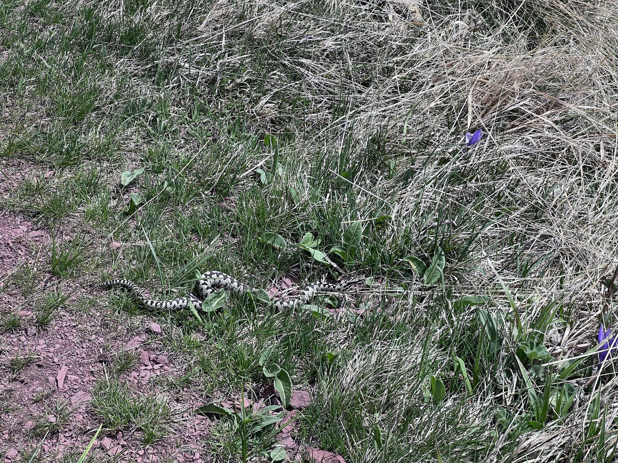 Image de Vipera berus bosniensis Boettger 1889