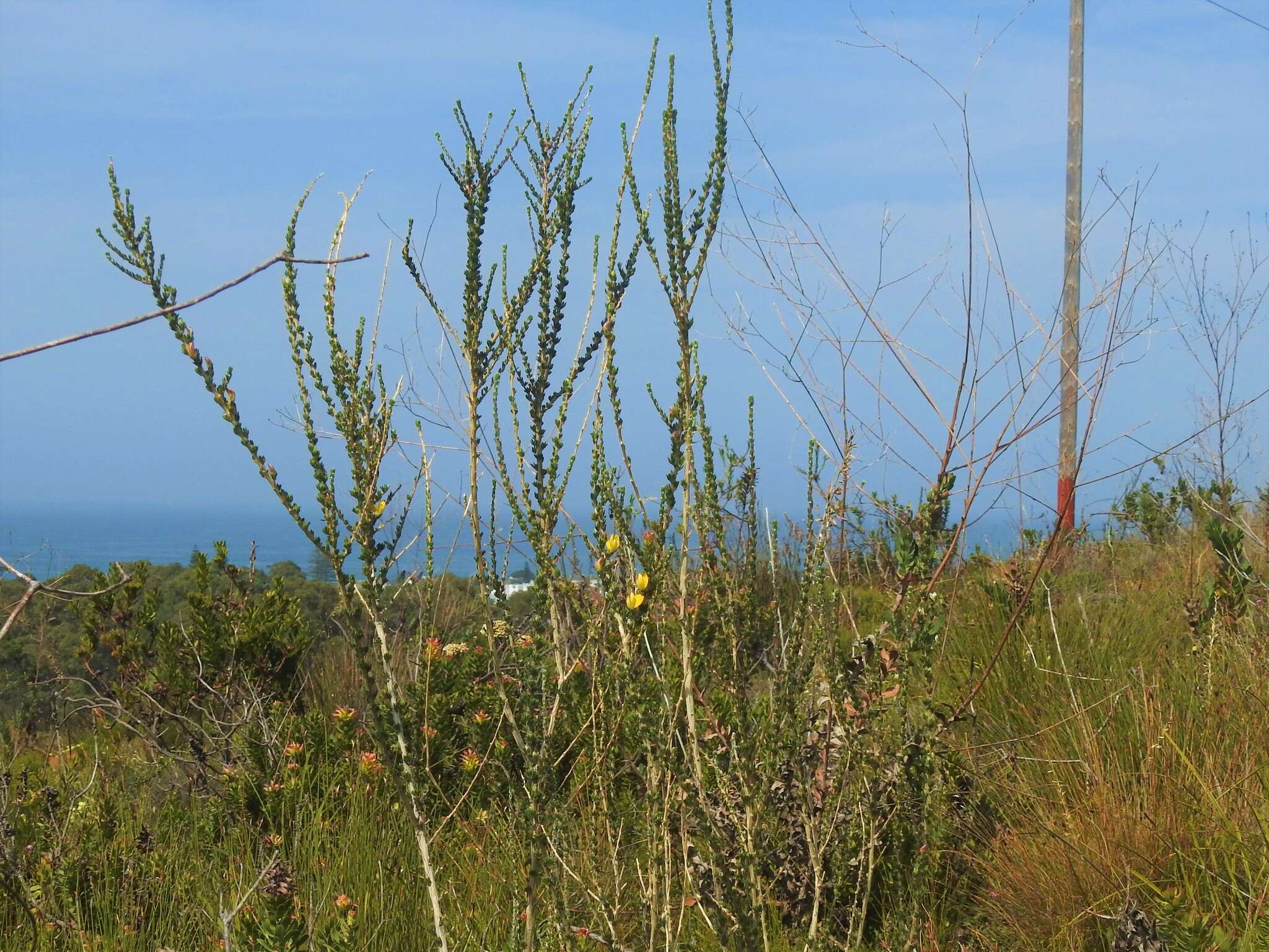 Imagem de Aspalathus oblongifolia R. Dahlgren