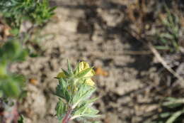 Слика од Potentilla pedata Willd.