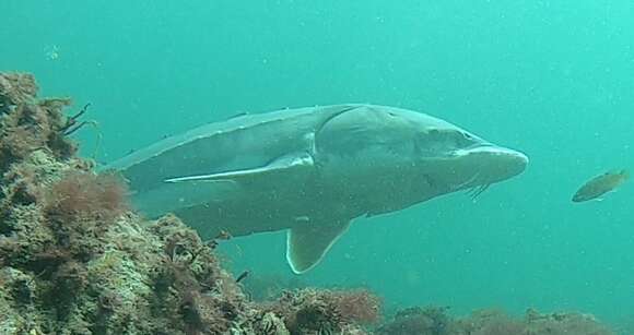 Image of Gulf Sturgeon