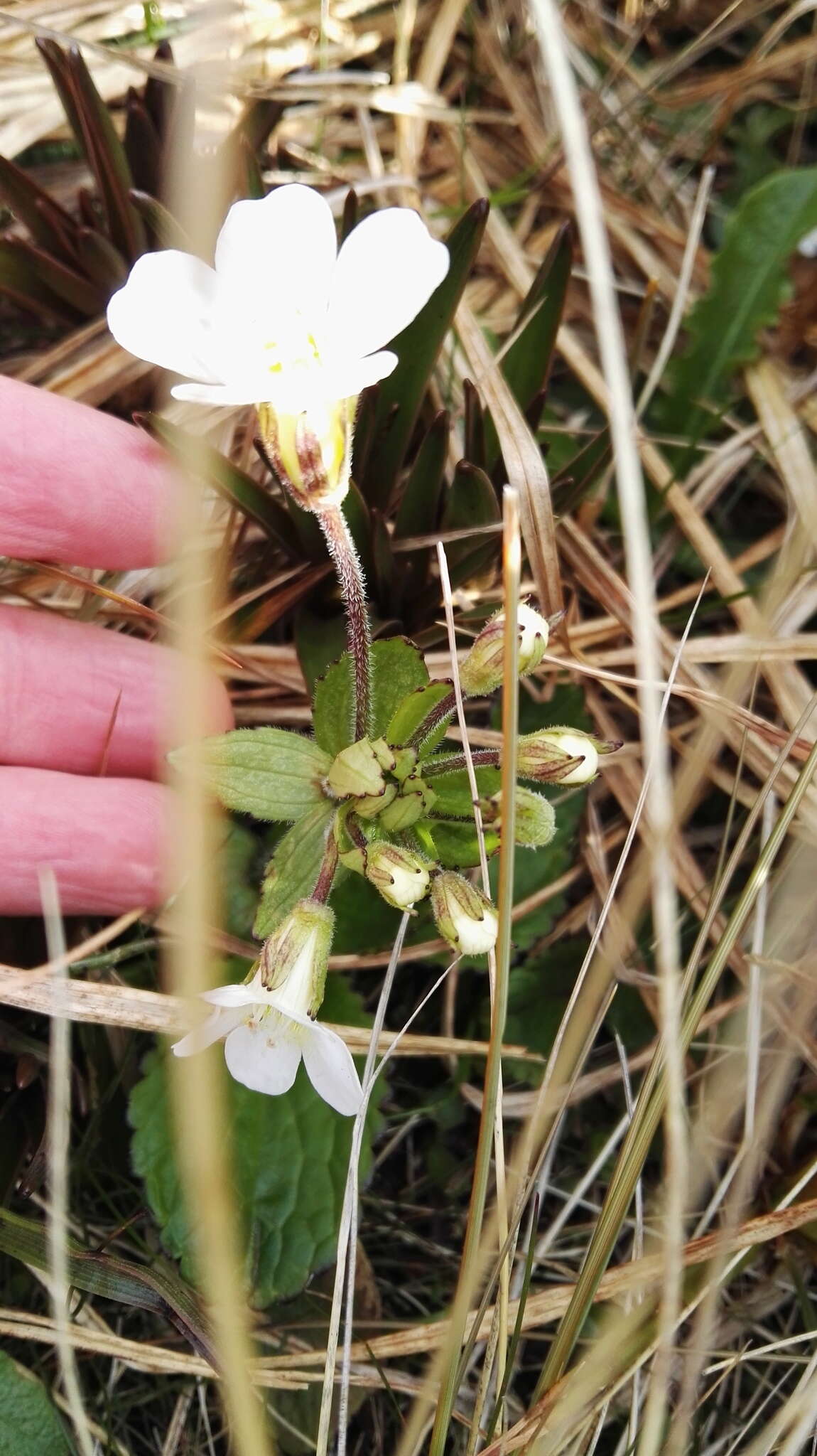 Imagem de Ourisia macrophylla Hook.