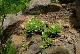 Imagem de Delosperma lebomboense (L. Bol.) Lavis