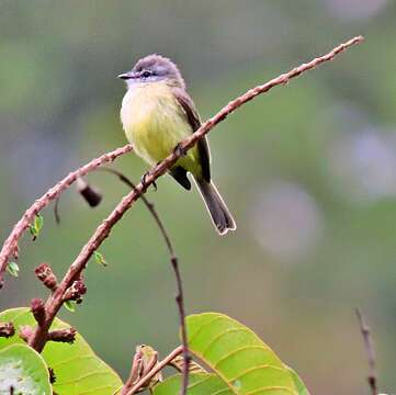 Image of Sooty-headed Tyrannulet