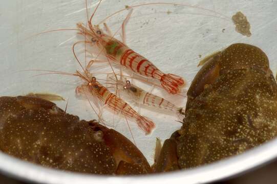 Image of Carribbean cleaner shrimp