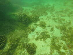 Image of Wounded wrasse