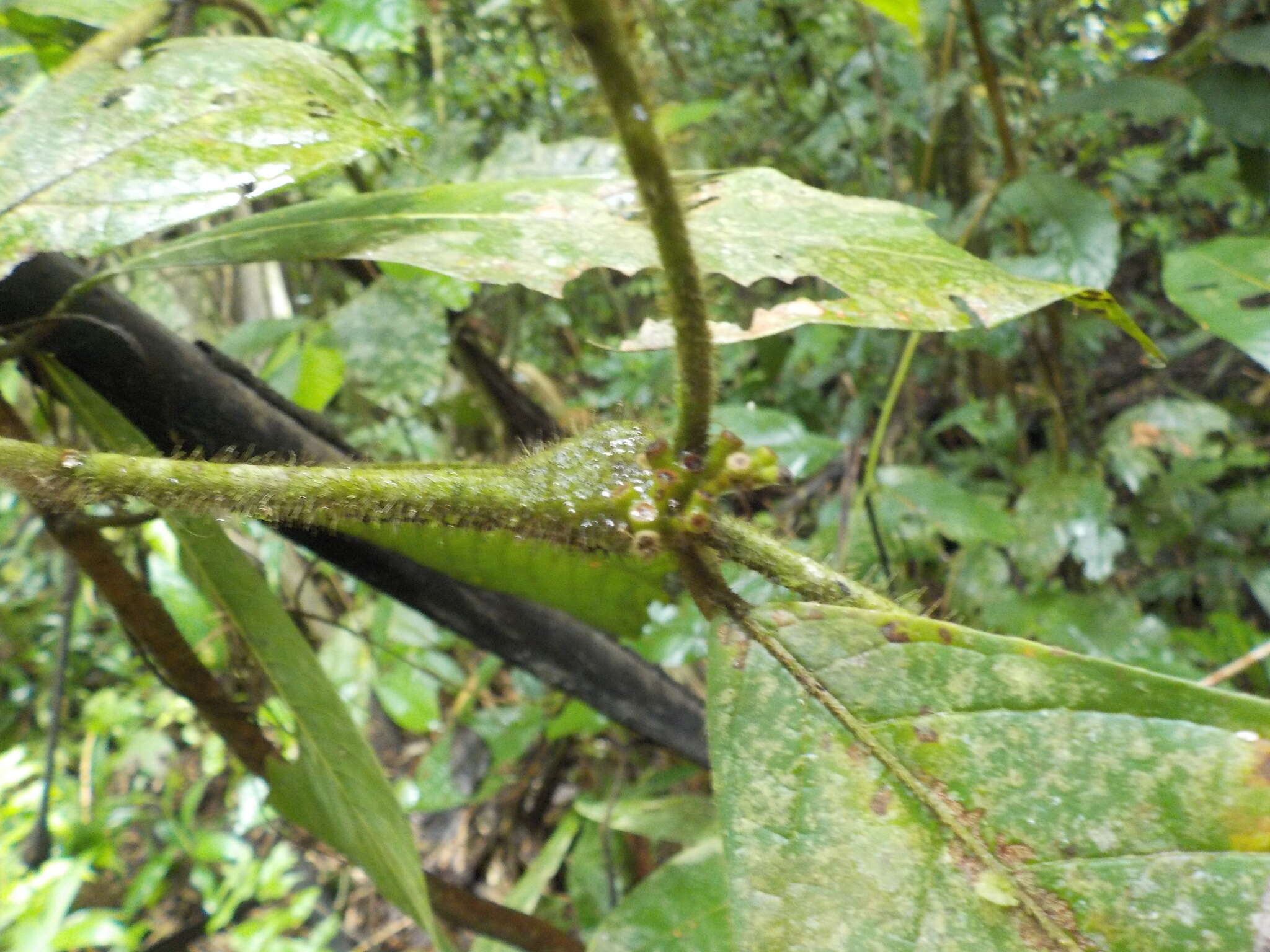 Image of Cordia nodosa Lam.