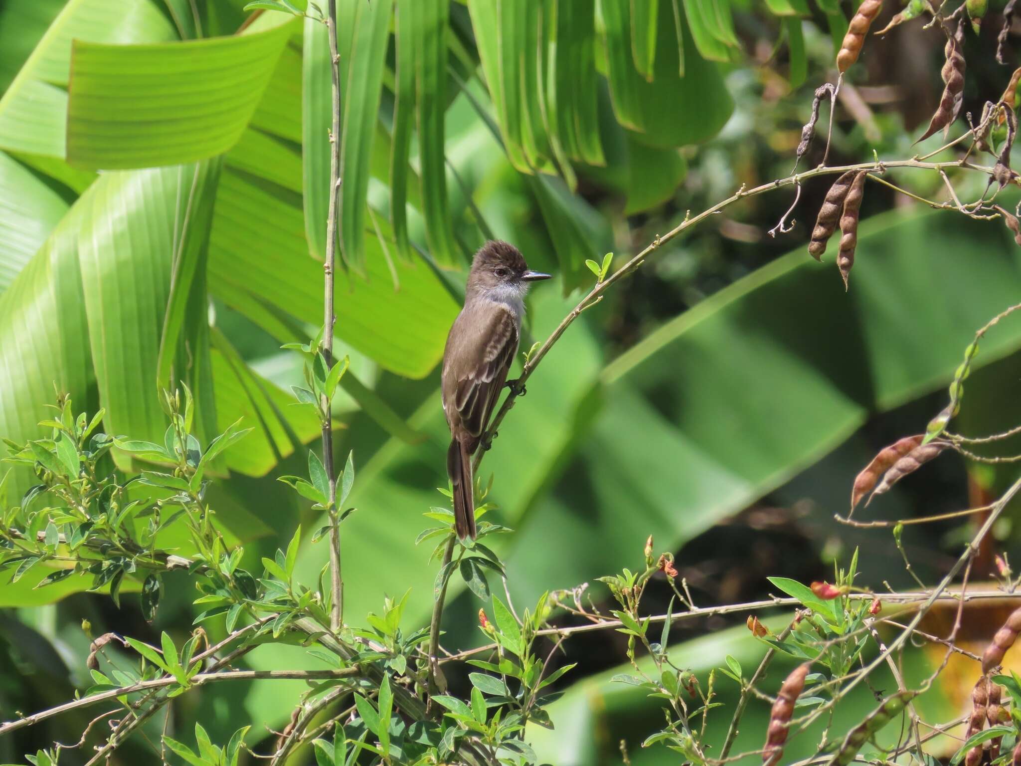 Image of Puerto Rican Flycatcher