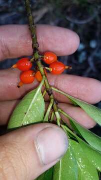 Image of woodland mirrorplant