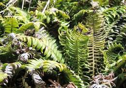 Austroblechnum durum (T. Moore) Gasper & V. A. O. Dittrich的圖片