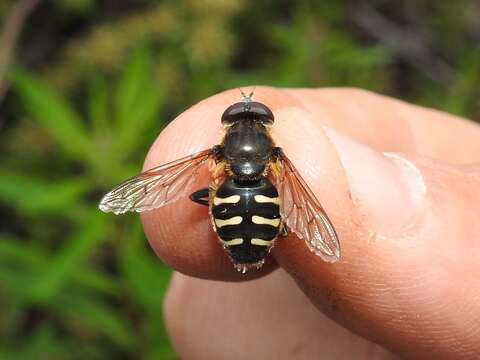 Image of Sericomyia sexfasciata Walker 1849