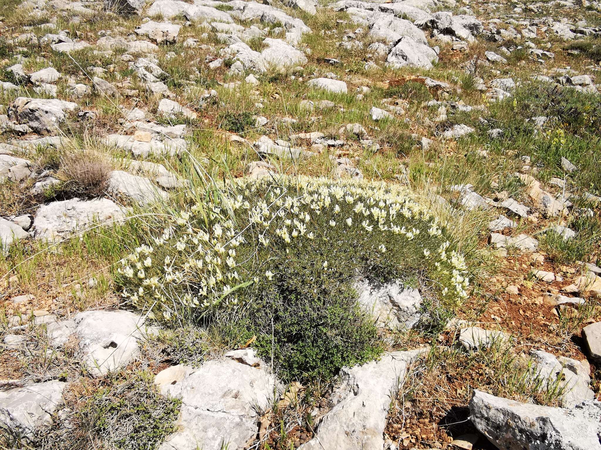 Image of Astragalus angustifolius Lam.