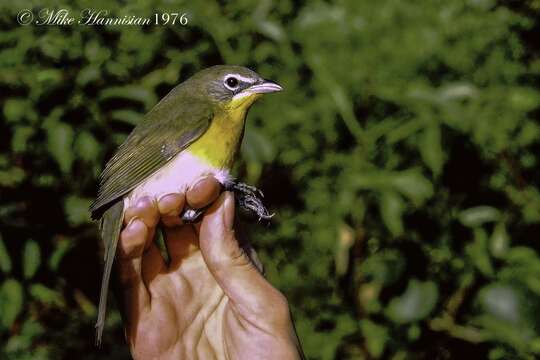 Imagem de Icteria virens virens (Linnaeus 1758)