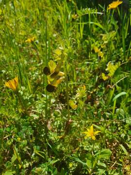 Imagem de Vicia melanops Sibth. & Sm.