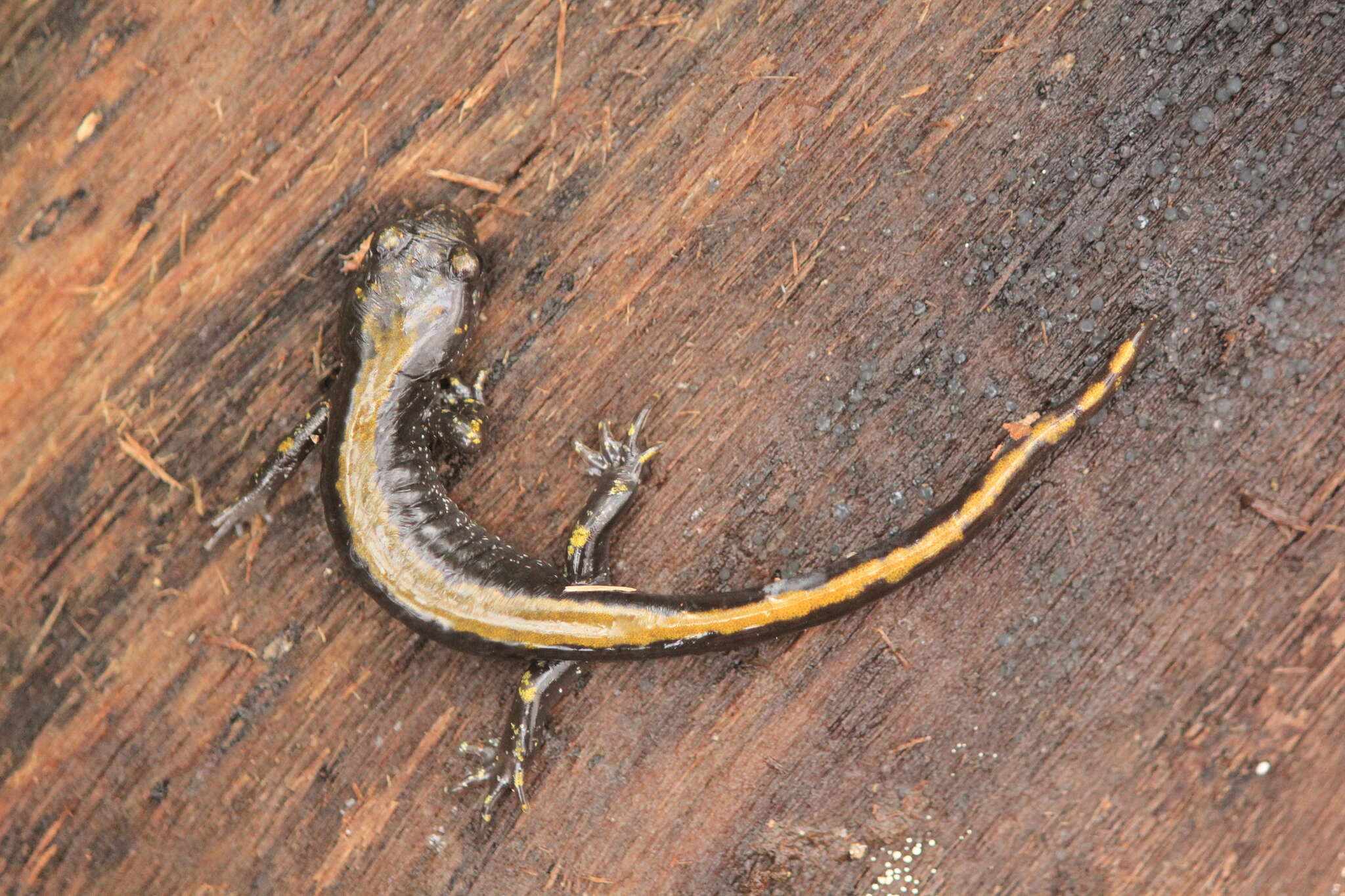 Image of Ambystoma macrodactylum Baird 1850