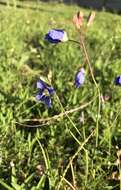 Image of Heliophila coronopifolia L.