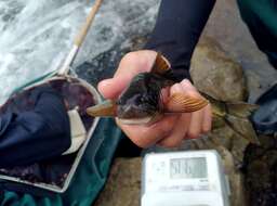 Image of Taiwan Shoveljaw Carp