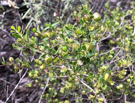 Image of Dodonaea bursariifolia F. Müll.