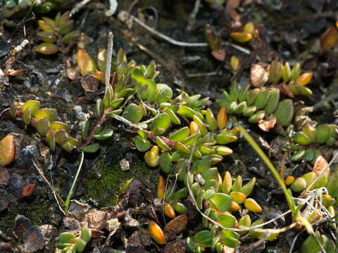 Image of Wilsonia rotundifolia Hook.