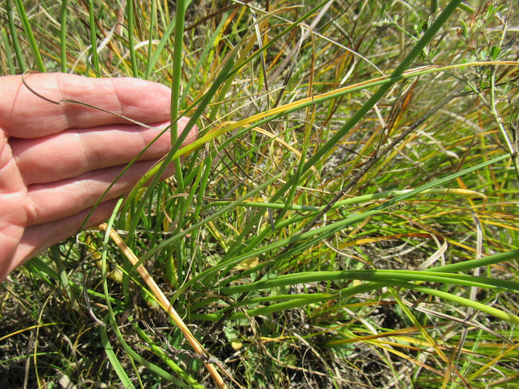 Image of Allium stellerianum Willd.