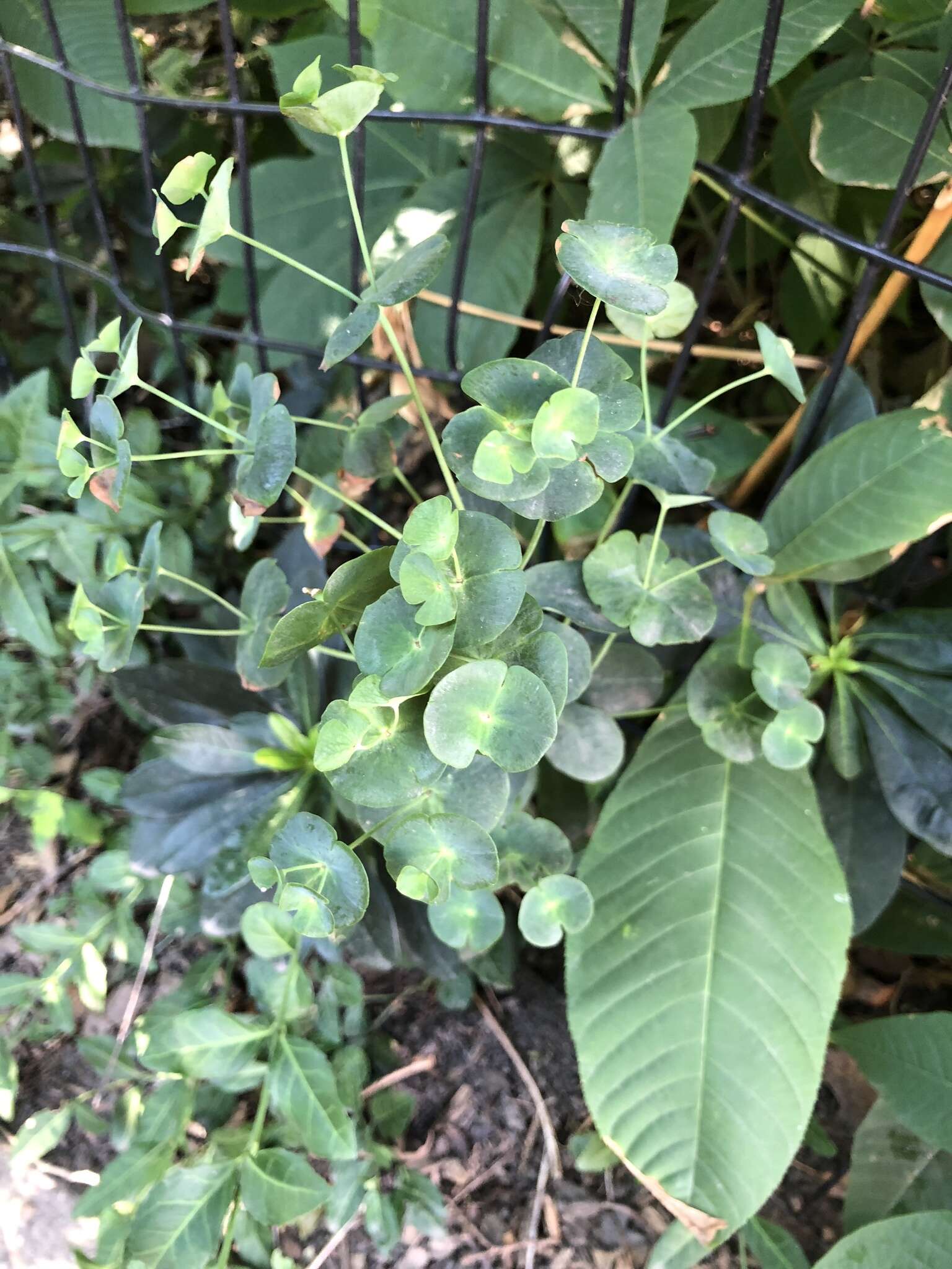 Image of Wood Spurge