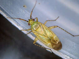 Image of Trefoil Plant Bug