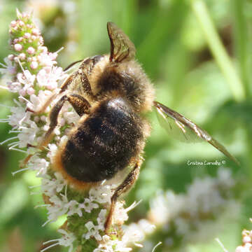 Image of Xylocopa cantabrita Lepeletier 1841