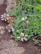 Image of Pearsonia grandifolia subsp. grandifolia