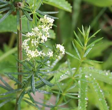 Image of Galium verum subsp. asiaticum (Nakai) T. Yamaz.