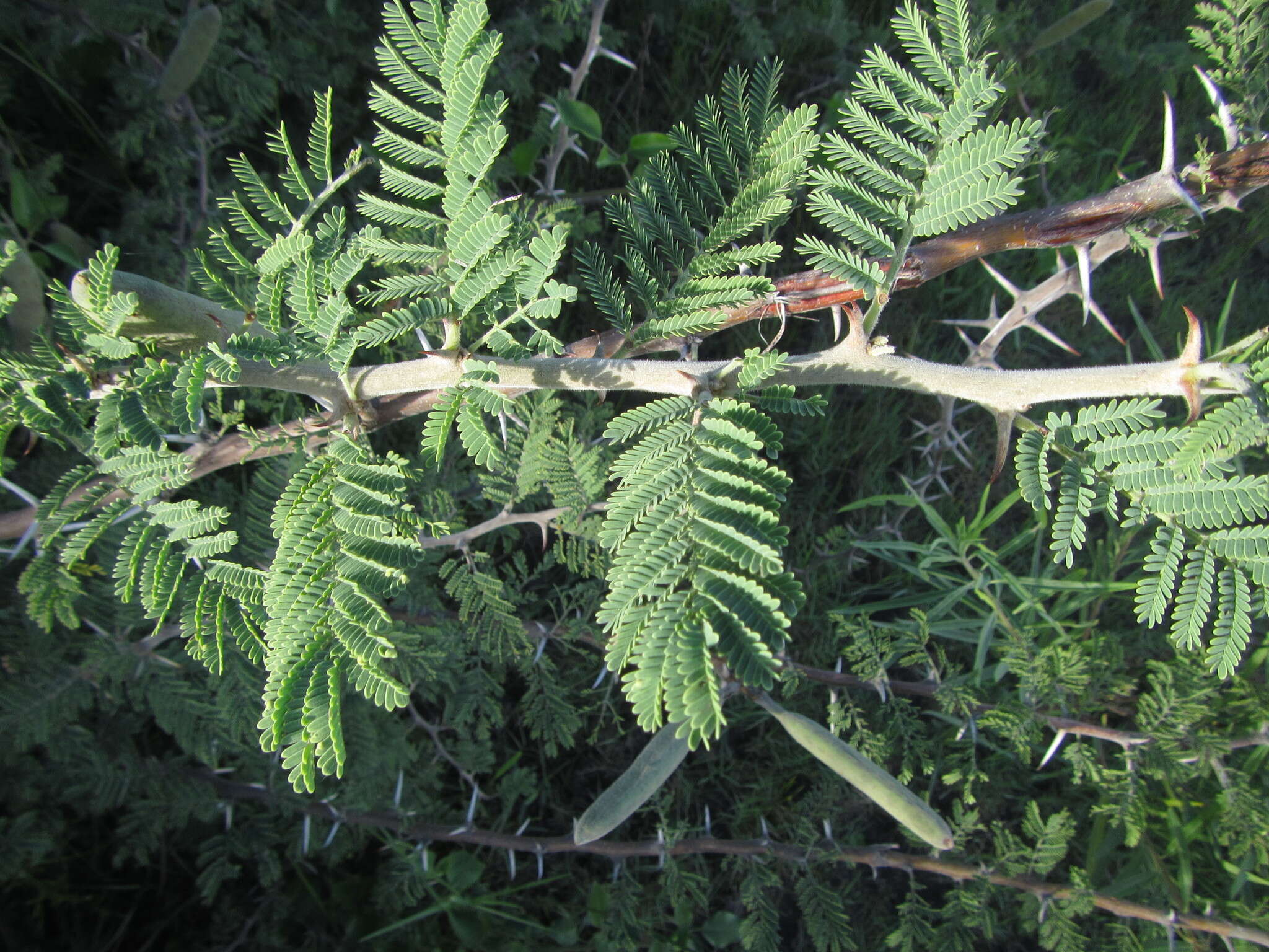 Vachellia hebeclada subsp. chobiensis (O. B. Mill.) Kyal. & Boatwr. resmi