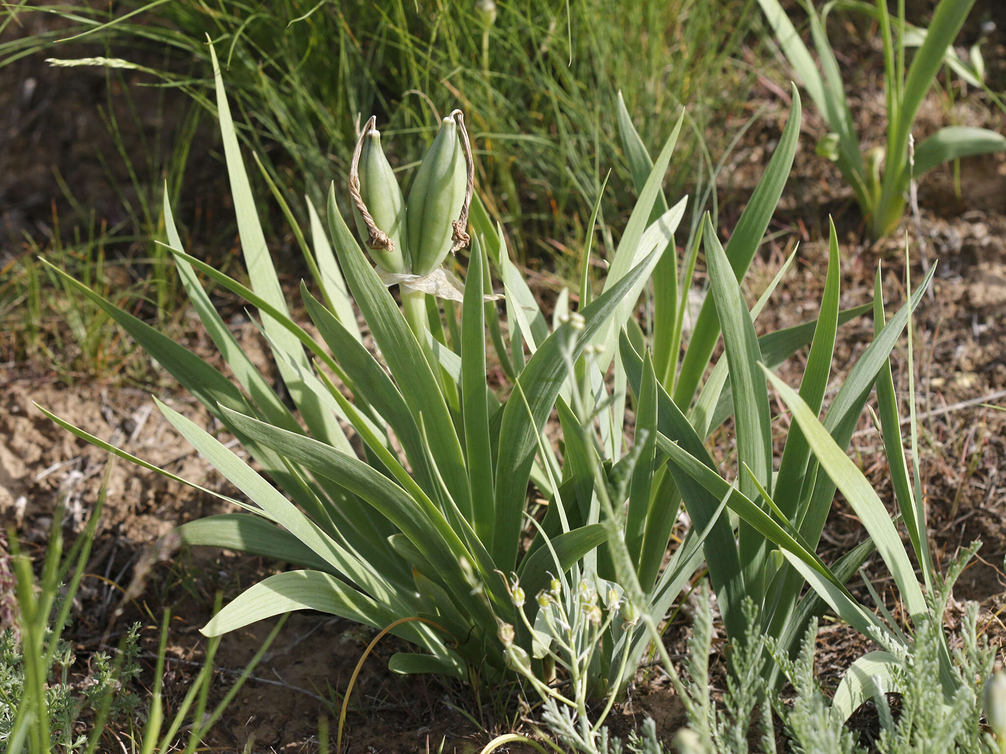 Image of Iris scariosa Willd. ex Link